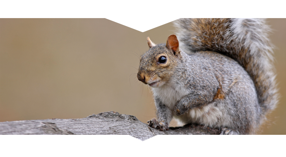 Two Common Reasons to Consider Squirrel Removal in Reynoldsburg