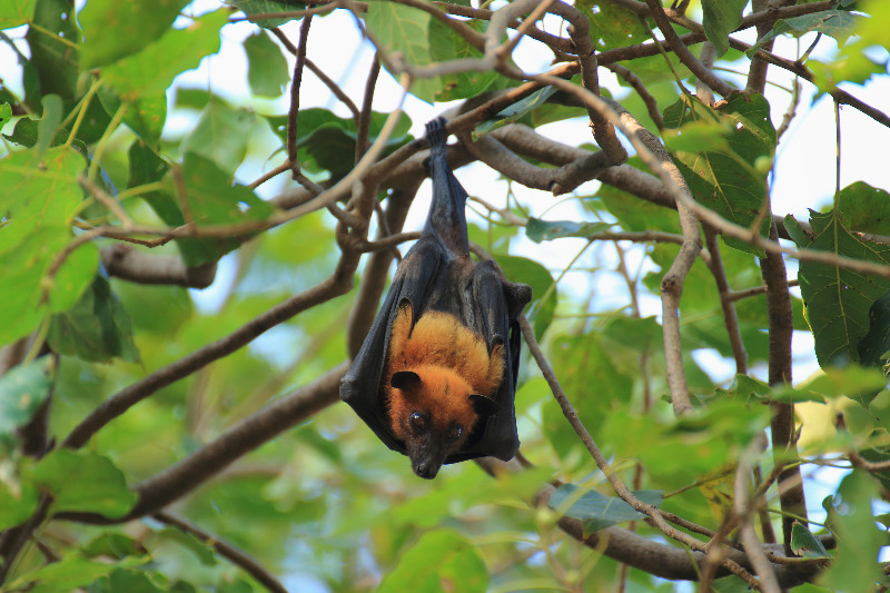 Nuisance Bat Removal in Reynoldsburg