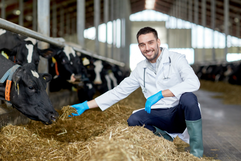 What are the Biggest Merits of Beef Cattle Farming that Farmers Should Know