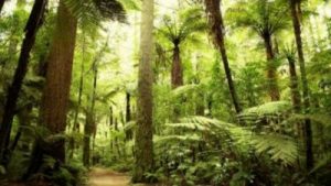 Eliminate Dead or Dying Trees With Tree Cutting in Fayetteville GA