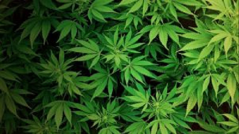 Why It’s Best to Purchase Recreational Marijuana From a Dispensary in Longview