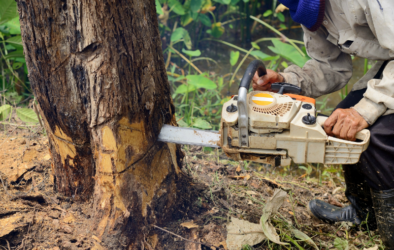 4 Reasons to Always Hire a Professional Tree Service in South Bend, IN