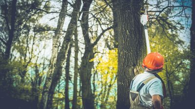 How Tree Service Company Senoia GA Can Enhance Your Home’s Curb Appeal