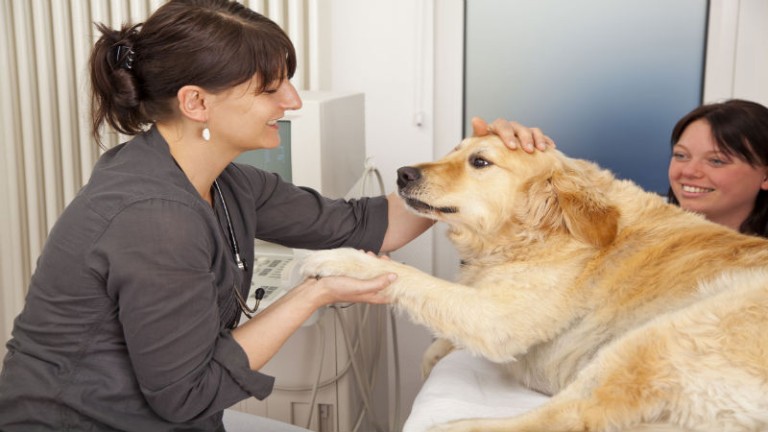 Why Pet Owners Near Bridgeport Should Prioritize Regular Vet Visits