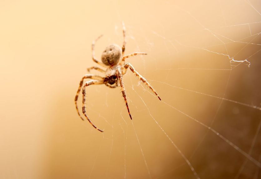 Spider Control Gold Coast and Tips on How to Treat a Spider Bite