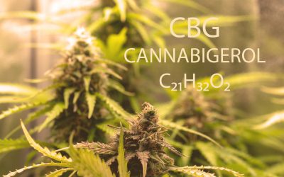 Exploring the Best Weed Dispensary in Big Rapids
