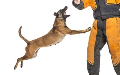 Transforming Canine Behavior with Professional Training Services in Boca Raton, FL