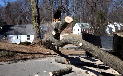 Local Tree Services Richmond Hill GA for Storm Cleanup and Emergency Tree Care