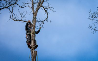What Homeowners Need to Know About Tree Removal Columbus Oh and Neighborhood Safety