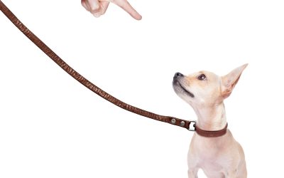 Can a Plan Custom Built For Dogs Improve Obedience Faster?