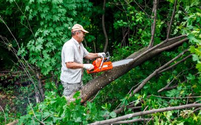 Protect Your Property Fast with an Emergency Tree Removal Service Austin TX Residents Trust