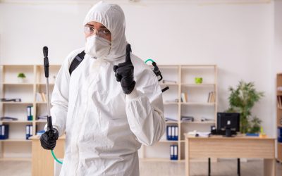 How Termite Services Chicago IL Protects Your Home From Hidden Infestations