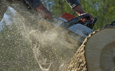 Homeowners Rely on Tree Services in Roswell GA for Safety and Lasting Beauty