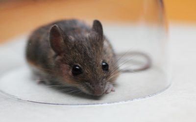 Simple steps for safer homes with Rat Control Tauranga solutions Australians trust