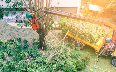 Why Homeowners Trust Professional Tree Trimming Columbia, MO for Healthier Lawns