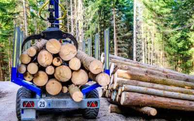 Protect Property Value with Tree Care Services in Bear, DE, and Prevent Costly Damage