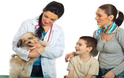How pet owners can use Traditional Chinese Medicine For Dogs to address common canine health issues