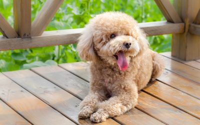 How a Toy Poodle Breeder in Newark, NJ, Ensures Healthy and Happy Puppies for You