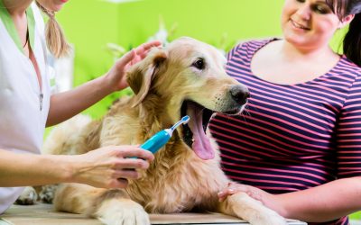 Why Families Trust Dog Boarding Services in Prince Frederick, MD for Safe Pet Care