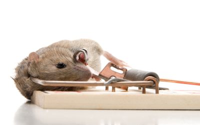 Keep Your Family Safe With Professional Mice Removal St Paul MN Services