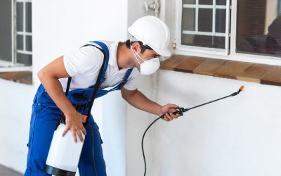 Signs You Need Pest Control Services Armonk NY for Effective Long-Term Solutions