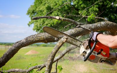 How professional tree trimming Eugene, OR services protect your property from storm damage