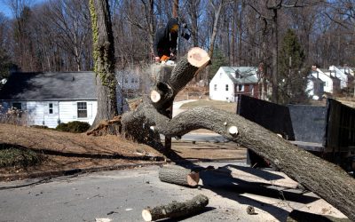 Prevent Storm Damage by Prioritizing Tree Care in Chesterfield, MO Homeowners Trust