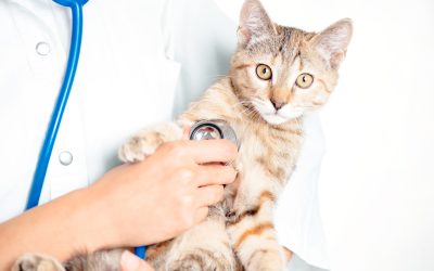 The Comprehensive Services Provided by a Pet Hospital in Las Vegas, NV, for Local Families