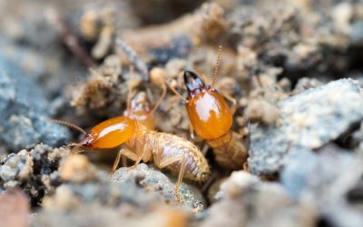 Protect Your Home from Damage with Effective Termite Control Cedar Grove NJ Solutions