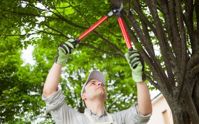 Signs It Is Time to Schedule a Tree Trim Service in Essex County, NJ for Your Home