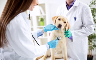 Trusted Pet Hospital for Urgent Veterinary Care and Pet Emergencies