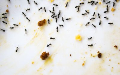 Effective Solutions for Homeowners Using Ant Pest Control Essex Fells NJ Services